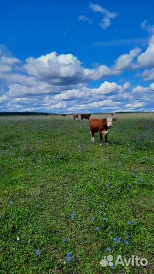 Коровы Герефорд класса класса элита и элита-рекорд