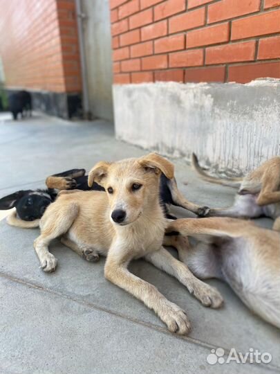 Собака в добрые руки бесплатно рыжая белая метис