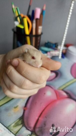 Джунгарские хомячки