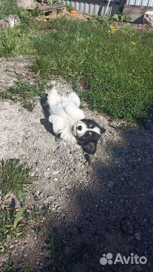 Собака в добрые руки отдам бесплатно