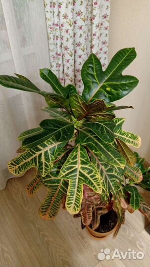 Комнатный цветок кротон