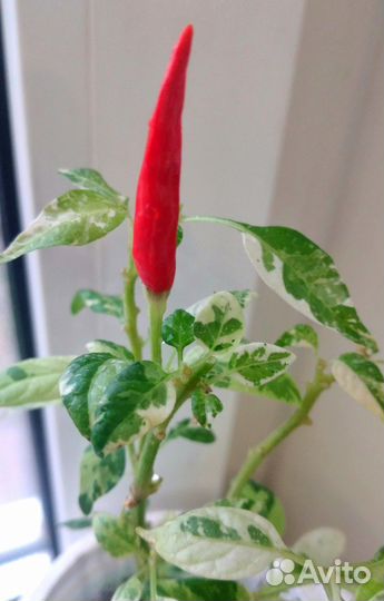 Перчики балконные (молодые растения)