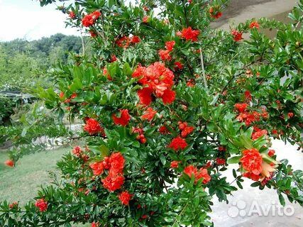 Саженцы граната