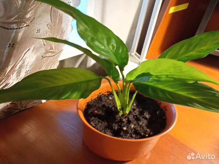 Спатифиллум, Дримиопсис