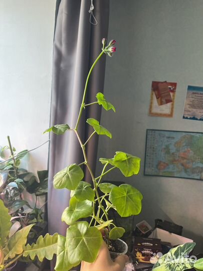 Цветущая пеларгония плющелистная махровая бургунди