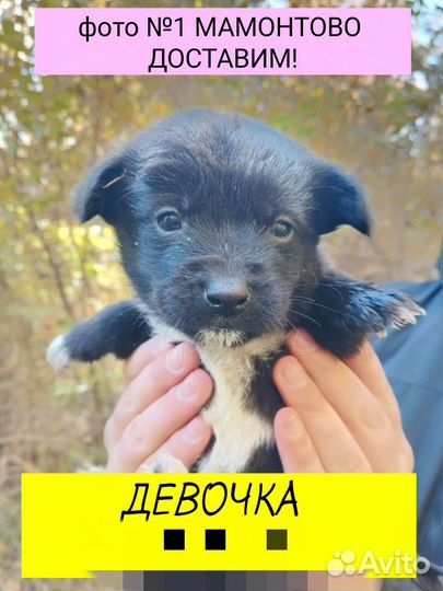 Щенки в добрые руки