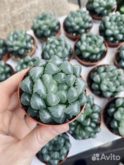 Хавортия купера