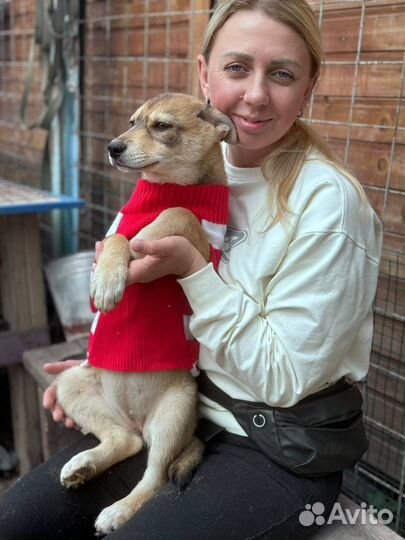 Оля, щенок из приюта ищет дом