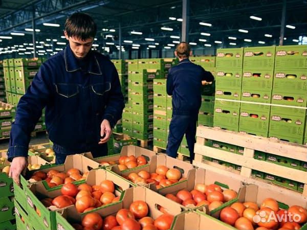 Подсобный рабочий на овощебазу. Вахта