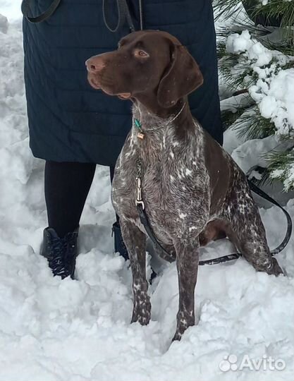 Курцхаар вязка