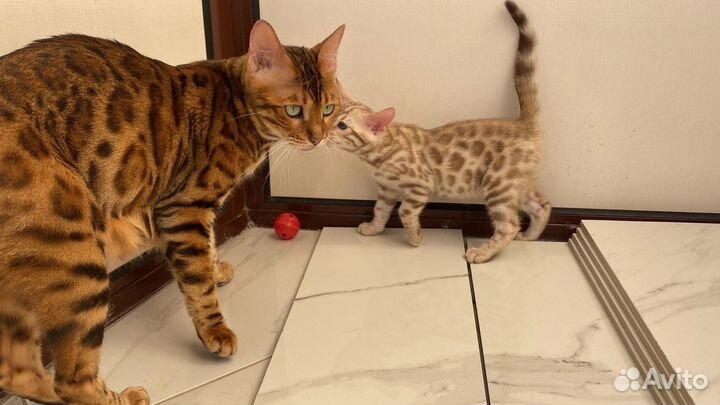 Бенгальские котята