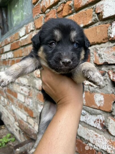 Щенки метисы хаски
