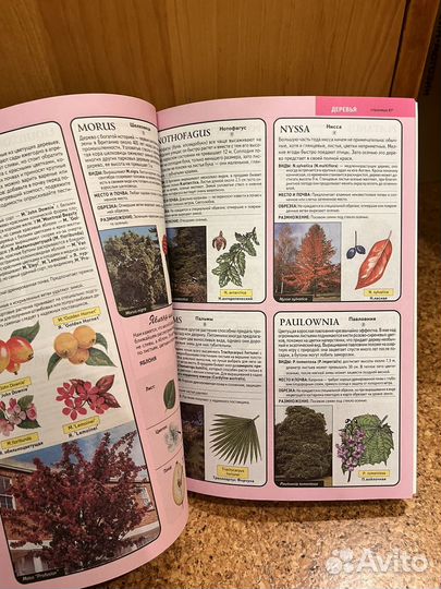 Все о декоративных деревьях и кустД-р Д.Р.Хессайон