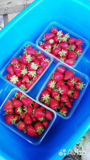 Рассада клубники сорт murano (мурано)