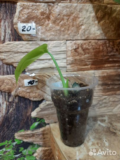 Монстера тайское созвездие