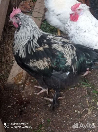 Куры и петухи брама