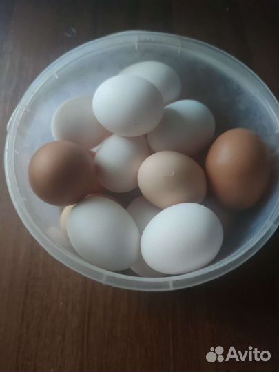Домашние куриные яйца