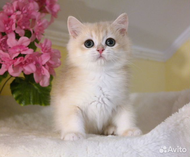 Роскошь золота