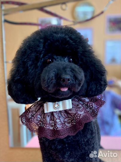 Щенки той пуделя