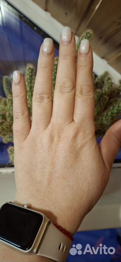 Кактусы и суккуленты