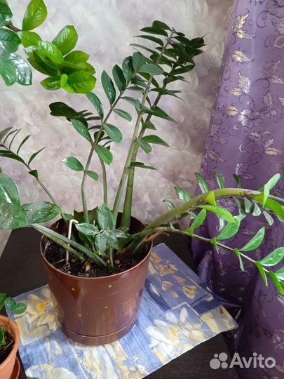 Взрослые цветы для дома и офиса