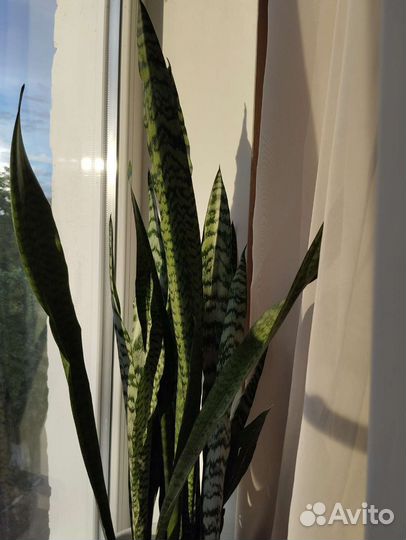 Сансевиерия