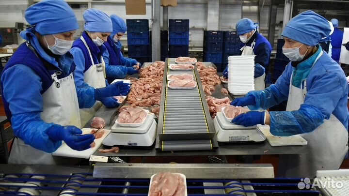 Работа на птицефабрике — вахтовый метод труда