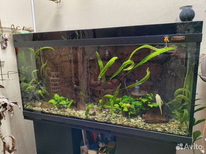 Аквариум. Аквариумный комплект