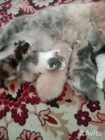 Котята домашние