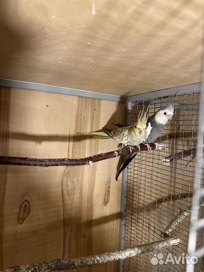 Пара корелл