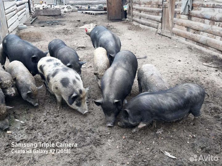 Вьетнамские вислобрюхие поросята