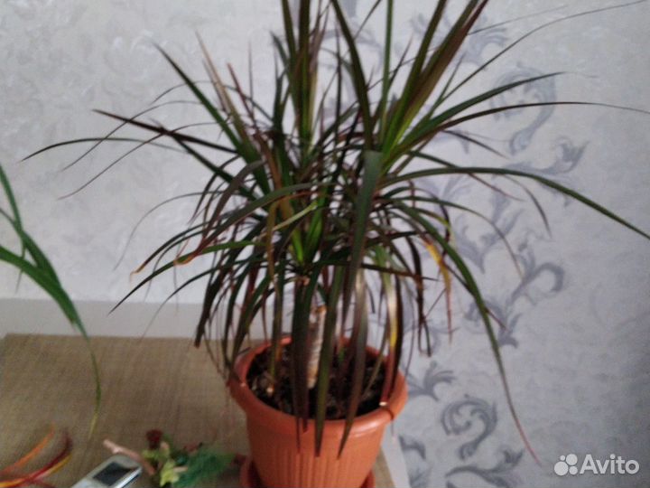 Комнатные цветы