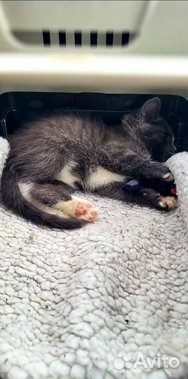 Котёнок ищет дом