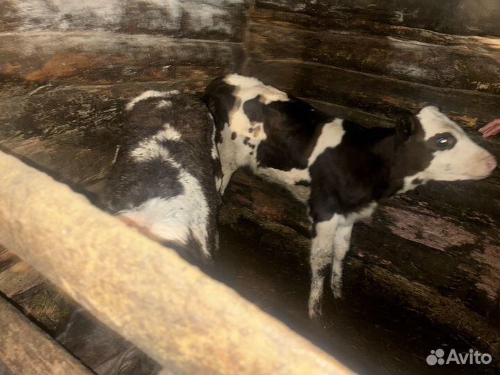 Быки живым весом продать