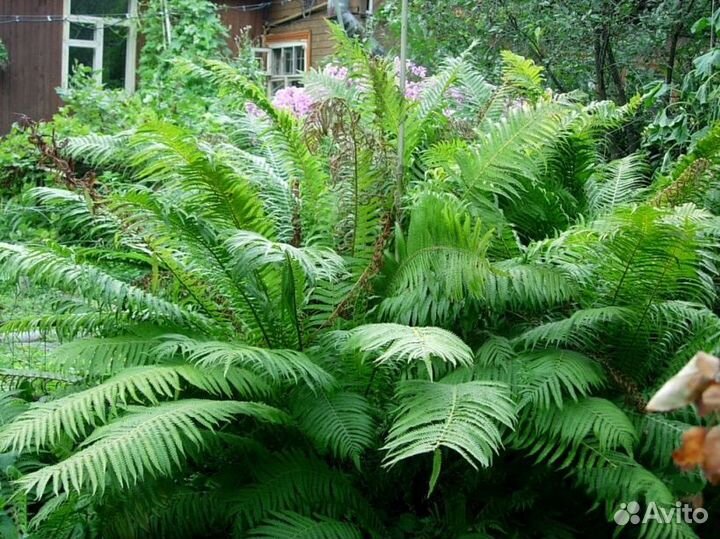 Отдам садовые и комнатные растения