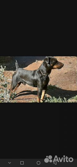 Собаки щенки ягдтерьер