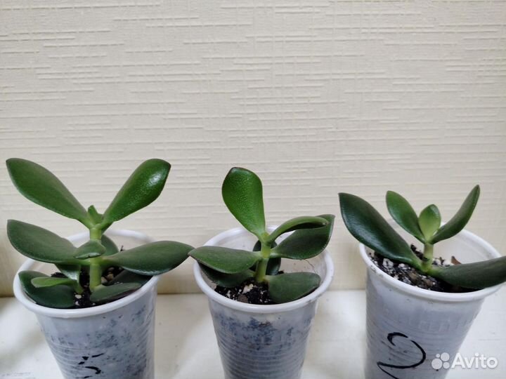 Толстянка, денежное дерево