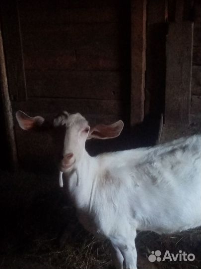 Продажа коз и козлят