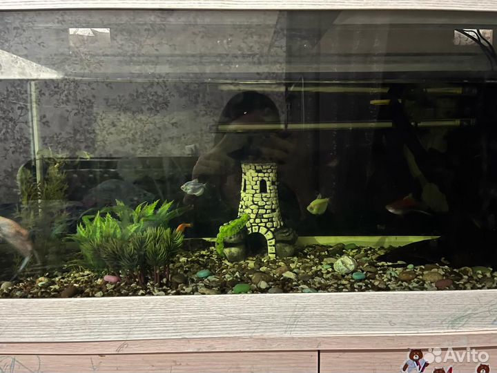 Аквариумные рыбки