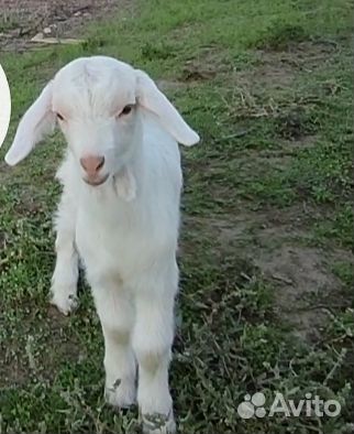 Козлик зааненский