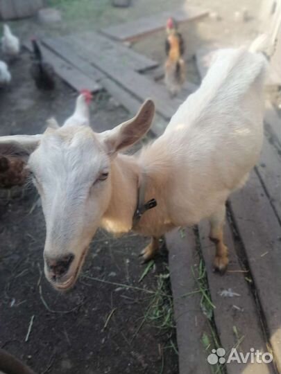 Высокоудойная коза