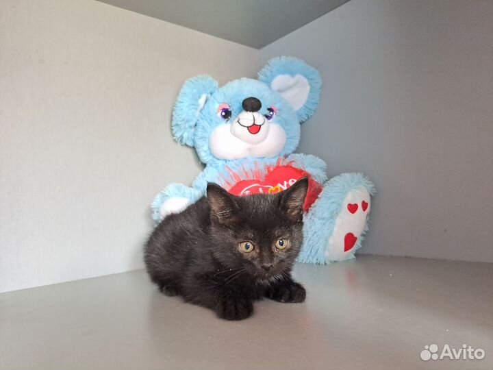 Котики ищут дом