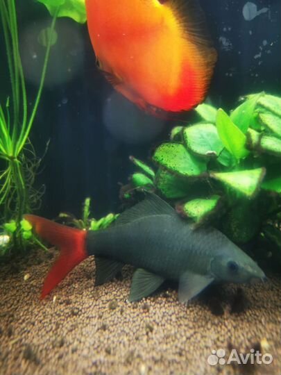 Лабео Биколор