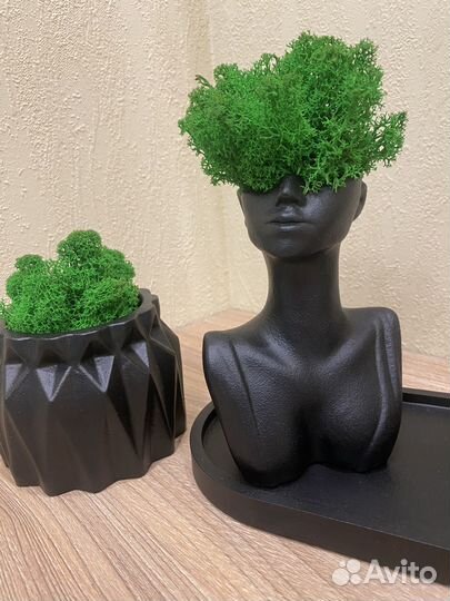 Набор из гипса ваза кашпо стабилизированный мох