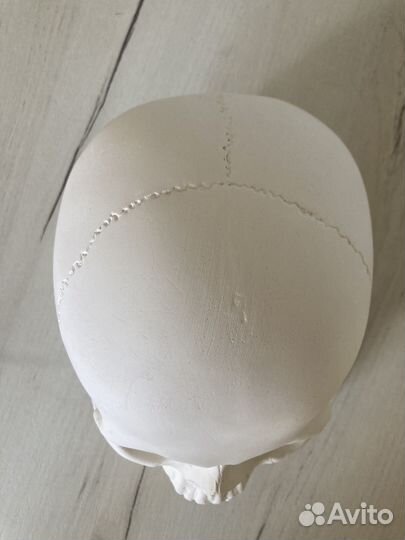 Череп из гипса