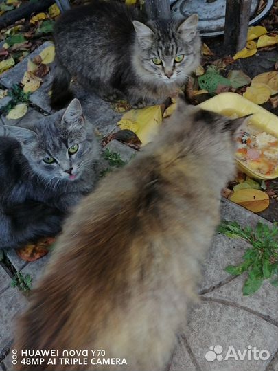 Кошки