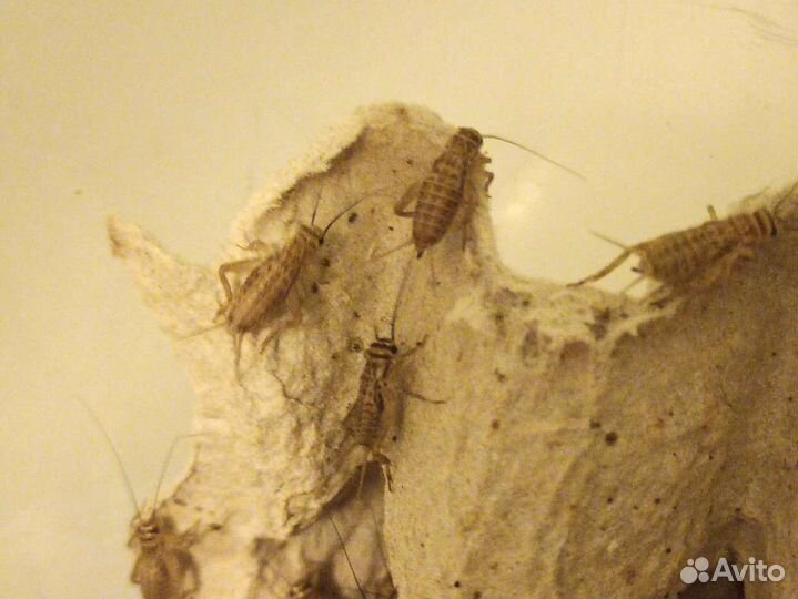 Сверчки, аргентинский таракан, зофобас