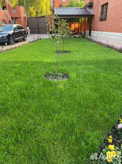 Рулонный газон стандартный