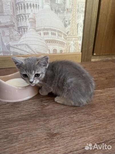 Котята в добрые руки бесплатно девочка