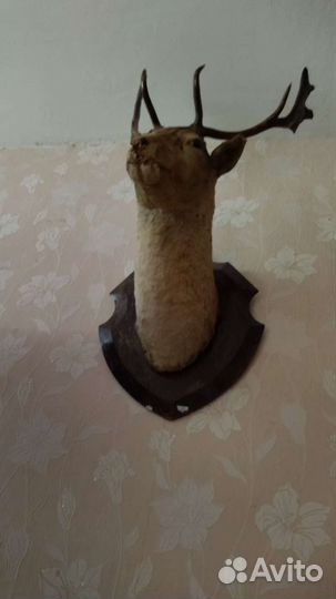 Чучело косули